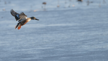 Northern shoveler in flight over a lake at sunset.