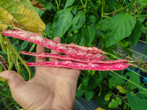 Cranberry beans growing on climbing strings in greenhouses, Borlotti beans or roman bean are a popular and delicious type of bean, Cranberry bean plant on the farm, common bean. agricultural.