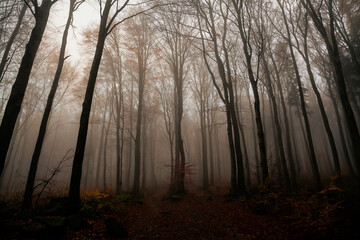 Fototapeta premium Foggy morning in the forest