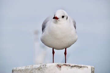 black headed gull