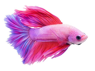 Fototapeta premium Colorful betta fish swimming gracefully in clear water with vibrant pink and purple fins during a calm indoor setting