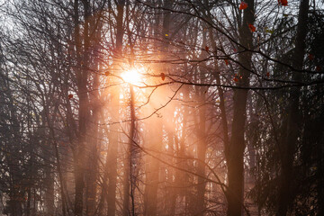Sunrise in the misty forest
