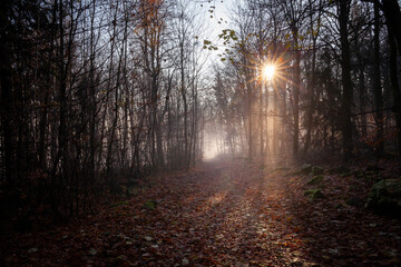 Fototapeta premium Sunrise in the misty forest