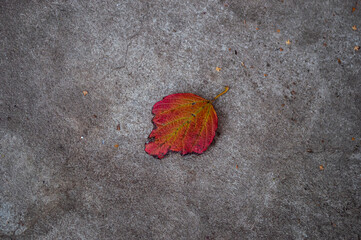 Fototapeta premium Autumn yellow leaf lies on concrete
