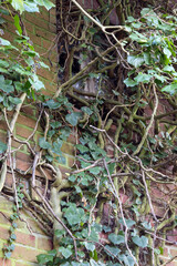 Ivy_Damage