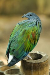 Nikobarczyk (zwyczajny), gołąb nikobarski © Pit75Wawa