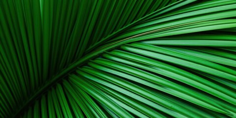 Obraz premium Close up shot of a vibrant green palm leaf texture in a tropical setting, fresh, environment, natural