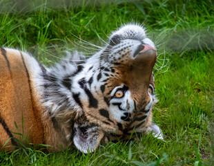 large tiger lying on its back