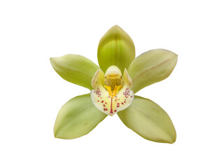 Yellow-green  cymbidium orchids on a white  background isolated.