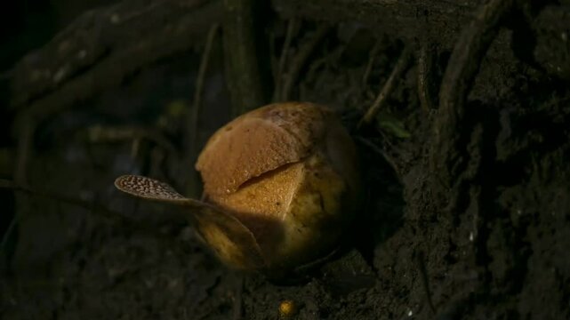 timelapse, the blooming process of a rare flower, the corpse flower