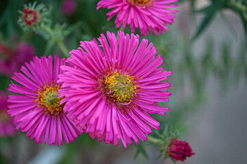 Beautiful flower outdoors in the garden