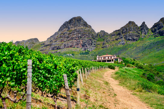Hilltop house with a path, nestled among rows of vineyards in Somerset West, South Africa