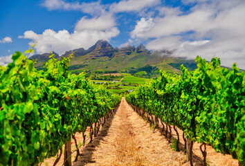Obraz premium Vineyard with rows of vines stretching towards Helderberg Mountain under a dramatic sky, Somerset West, South Africa