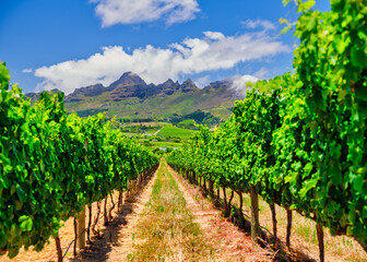 Naklejka premium Vineyard with rows of vines stretching towards Helderberg Mountain under a blue sky with white clouds, Somerset West, South Africa