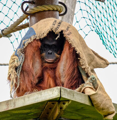 the young orang utan hides under his blanket