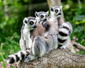 proud group of lemurs with large striped tails