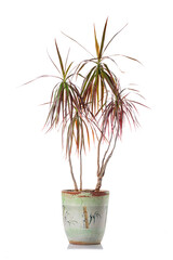 Decorative house plant palm Dracena in a pot isolated on white background. Home interior