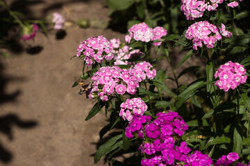 Sphingidae in flight flying to Dianthus barbatus in a flower bed in the garden in summer, background