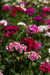 Bright Dianthus barbatus bloom in the flower bed in the garden in summer, background