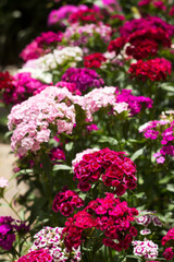 Bright Dianthus barbatus bloom in the flower bed in the garden in summer, background