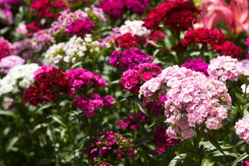 Bright Dianthus barbatus bloom in the flower bed in the garden in summer, background
