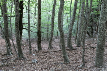 Parque Natural de Ordesa - Pirineos 2024 - 80