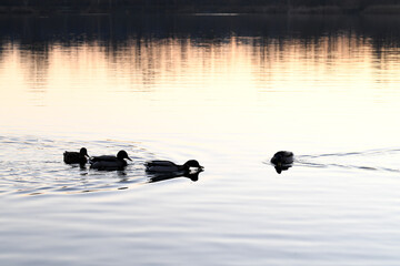 A group of ducks swims along the smooth surface of the water against the backdrop of a gentle sunset painted in warm pastel shades. Ducks create small waves