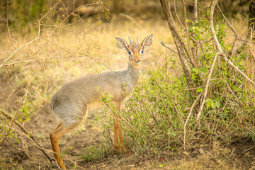 A dik dik in the savanah of Masaimara Nationalpark, Kenya