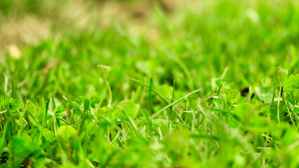 Césped con bokeh de otoño