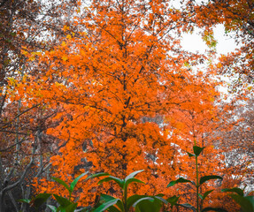 The leaves are falling