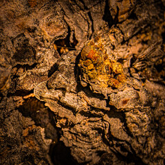 Hello winter tree bark