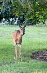 Doe in the Back Yard