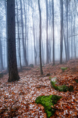 Obraz premium Misty forest