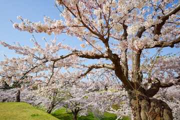 五稜郭公園の桜