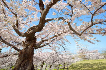 五稜郭公園の桜