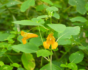 Impatiens capensis | Jewelweed | Spotted touch-me-not | Native North American Wetland Wildflower 