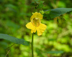 Impatiens pallida | Pale Touch-me-not | Yellow Jewelweed | Yellow Touch-me-not | Native North American Wetland Wildflower