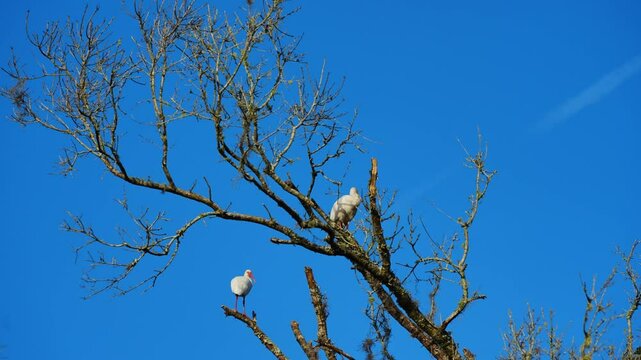 Winter landscape of Flatwoods Flatwoods Conservation Park in Tampa Florida	
