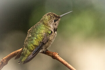 Anna's Hummingbird © Christopher Doyle