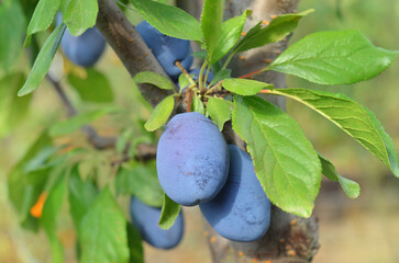 Ripe blue plums on a branch on a sunny summer day. Organic gardening concept.