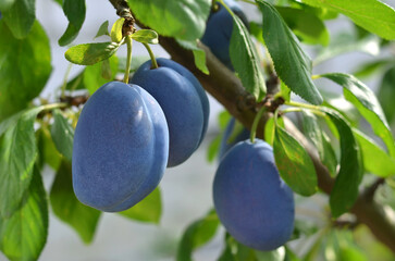 Ripe blue plums on a branch with green leaves close-up.
