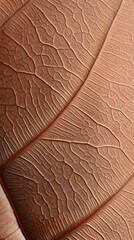 Bilder mit Rahmen A close-up of the texture and pattern on an autumn leaf, highlighting its intricate veins in shades of brown. Textures Pantone 2025 of Mocha Mousse.