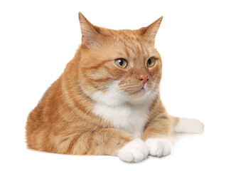 Cute ginger cat on white background. Adorable pet