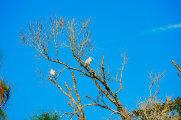 Winter colorful tree, foliage, and landscape in Florida
