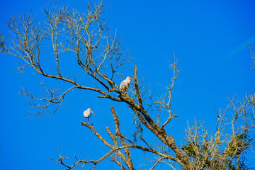 Winter landscape of Flatwoods Flatwoods Conservation Park in Tampa Florida	
