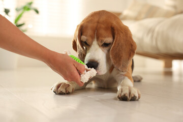 Owner giving toy to cute dog at home, closeup. Playing with pet