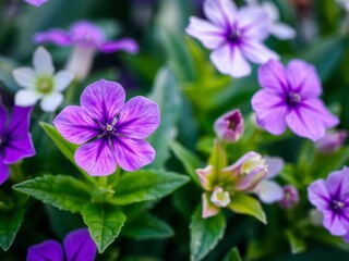 Vibrant purple flower petals and leaves creating a colorful natural display, close-up, blooming, vibrant