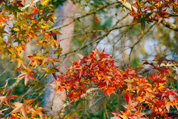 Winter colorful tree, foliage, and landscape in Florida
