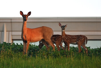 Doe with Two Fawns at Sunset