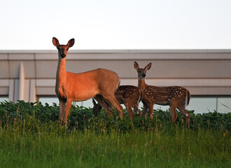 Doe and Two Fawns at Sunset